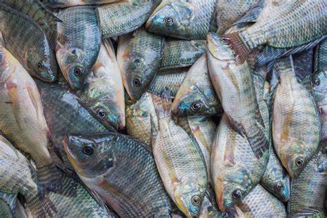 Course Image Biología y Cultivo de Peces I - 2025-1