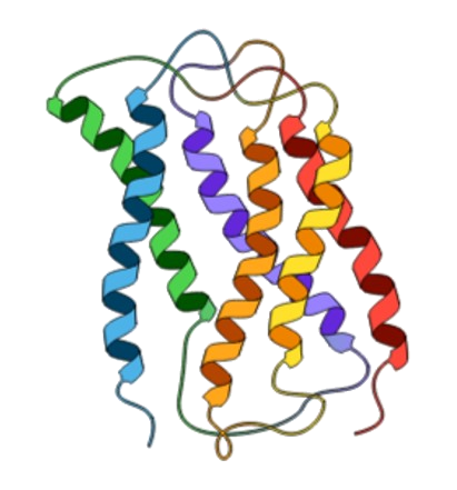 Course Image MCB: Módulo de Modelación de Proteínas-2022